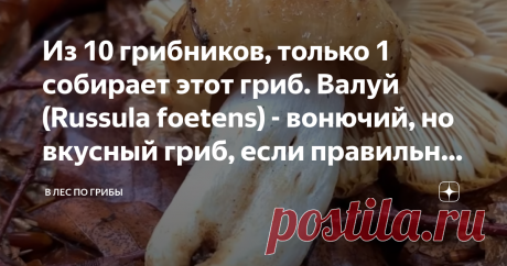 Из 10 грибников, только 1 собирает этот гриб. Валуй (Russula foetens) - вонючий, но вкусный гриб, если правильно его замачивать Валуй - (Russula foetens)
Из всей нашей дружной толпы грибников я единственный, кто обожает собирать и употреблять этот чудесный гриб – валуй. Моя бабушка называла его бычок. В разных местностях этот гриб называют по – разному. Мой дедушка был родом из Казахстана, там этот гриб тоже встречается и там называют валуй – кучка, дорожки.