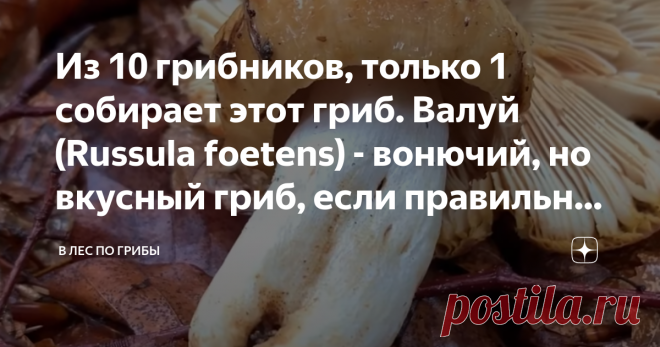 Из 10 грибников, только 1 собирает этот гриб. Валуй (Russula foetens) - вонючий, но вкусный гриб, если правильно его замачивать Валуй - (Russula foetens)
Из всей нашей дружной толпы грибников я единственный, кто обожает собирать и употреблять этот чудесный гриб – валуй. Моя бабушка называла его бычок. В разных местностях этот гриб называют по – разному. Мой дедушка был родом из Казахстана, там этот гриб тоже встречается и там называют валуй – кучка, дорожки.