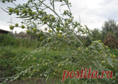 Русская тройчатка Иванченко.