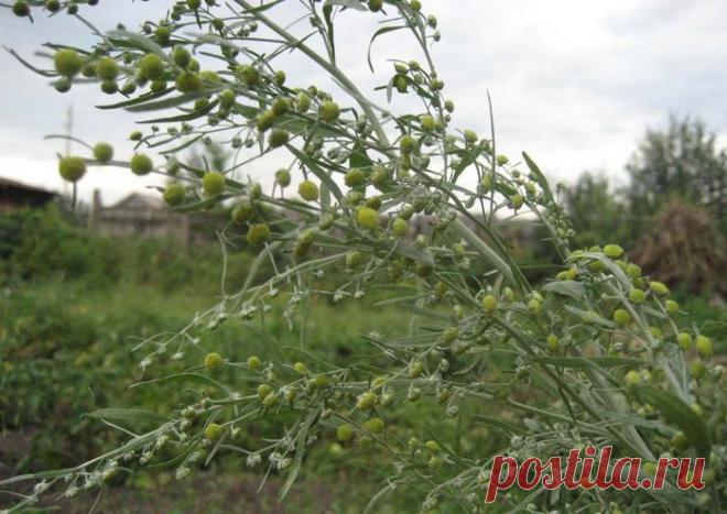 Русская тройчатка Иванченко.