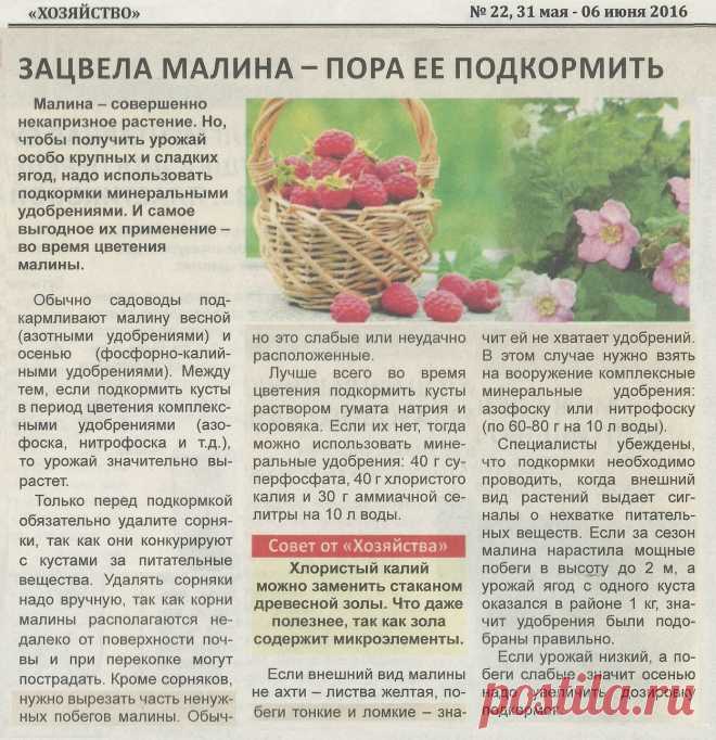 Зацвела малина - пора ее подкормить
