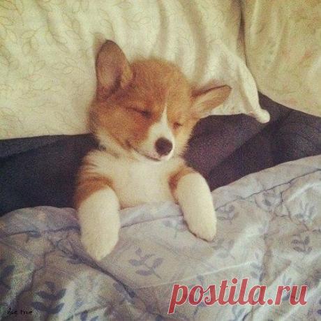 10 правил, которым нужно научить собак :