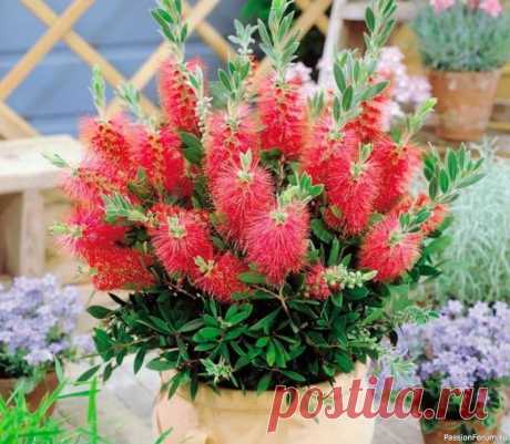 Каллистемон - комнатное растение Каллистемон (латинское название "CALLISTEMON") - экзотическое растение австралийского происхождения. Каллистемон лимонно-желтый единственный вид выращиваемый в наших комнатных условиях. Каллистемон в просторечье называется краснотычиночником. Относится к семейству Миртовых - род...