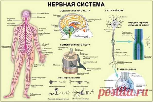 СТРОЕНИЕ И ФУНКЦИИ НЕРВНОЙ СИСТЕМЫ