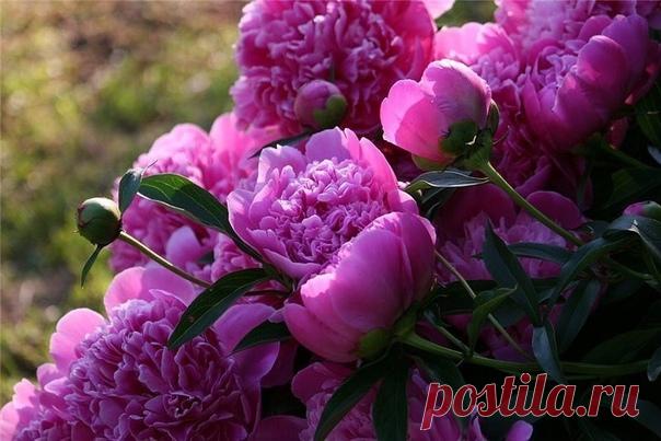 ПОСАДИТЬ ПИОНЫ ПРАВИЛЬНО