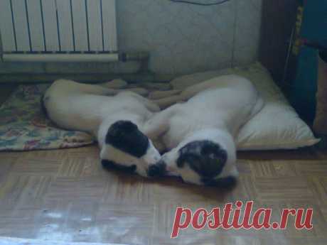 Просто такая сильная любовь)))