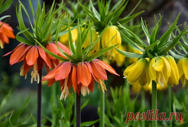 Рябчик: посадка и уход в открытом грунте, почему не цветет, сорта, фото Рябчик считается не слишком требовательным в уходе растением, но добиться от него максимальной декоративности и цветения удаётся не всем цветоводам.