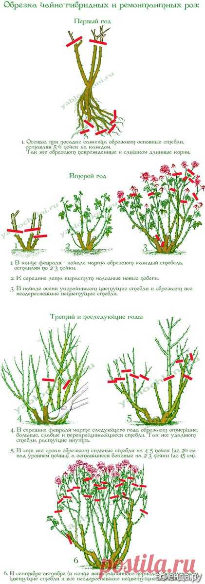 Обрезка роз. часть 2. Чайно-гибридные и ремонтантные розы.: Группа Цветы и флористика