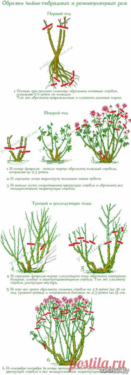 Обрезка роз. часть 2. Чайно-гибридные и ремонтантные розы.: Группа Цветы и флористика