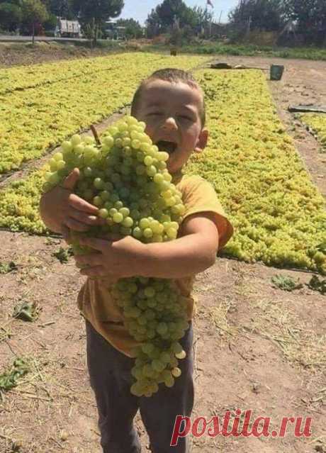 ԿՅԱՆՔ ՈՒ ՋԵՐՄՈՒԹՅՈՒՆ💥
Հայոց արևի ջերմությունը ծորում է ոչ միայն այս կյանքով լեցուն ժպտերես բալիկից,այլև փոքրիկ ձեռքերով կրծքին սեղմած,իր նման քաղցրածոր ,քաղցրահամ խաղողից....անհնար է անտարբեր մնալ;
