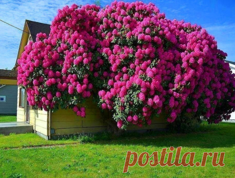 Капризный рододендрон. Как вырастить роскошный куст из семечки 
Эти растения по праву считаются «элитой» садовых кустарников. Самому вырастить роскошный цветущий куст из крохотного семечка – разве такое возможно? Оказывается, да! Рассказывает опытный садовод Ната…