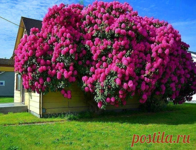 Капризный рододендрон. Как вырастить роскошный куст из семечки 
Эти растения по праву считаются «элитой» садовых кустарников. Самому вырастить роскошный цветущий куст из крохотного семечка – разве такое возможно? Оказывается, да! Рассказывает опытный садовод Ната…