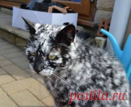 35 кошек с совершенно крутыми отметинами