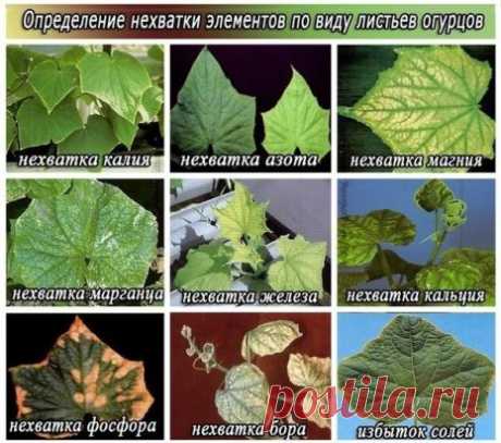 ЧЕГО НЕ ХВАТАЕТ ОГУРЦАМ?
Cохраните, чтобы не потерять!