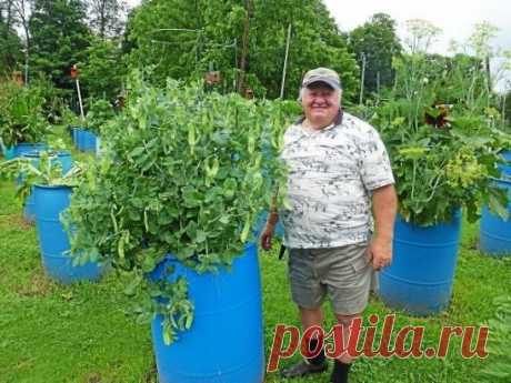 Огурцы в бочке – отличное решение 
Если вы – владелец небольшого земельного участка, то у вас наверняка возникала проблема, как разместить на одном участке все посадки. Жертвовать ягодами в пользу овощей и, наоборот, не хочется, поэтому дачники придумывают разные способы компактного размещения всех желанных культур на участке. Это поможет вам вырастить богатый урожай, которого хватит и для еды летом, и для заготовок на зиму. 
Огурцы в бочке – отличное решение 
Находчивые садоводы нашли отличный