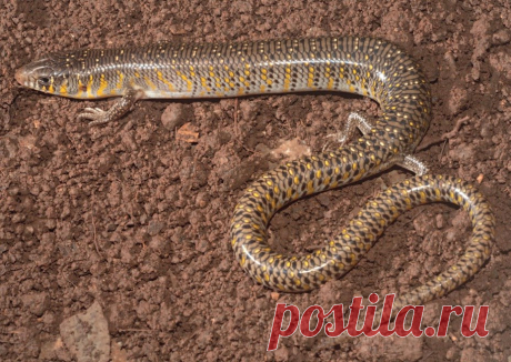 Сцинк Eurylepis poonaensis, Индия.
https://www.iucnredlist.org/details/172706/0