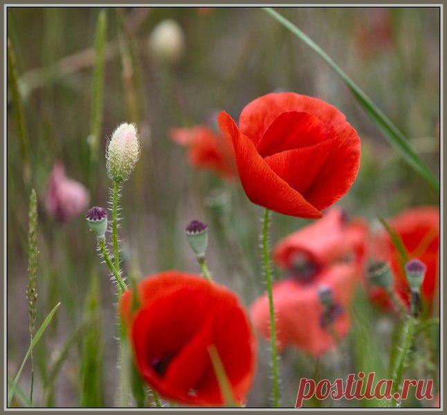 Alex Paul
Красные маки