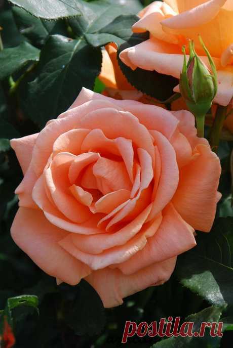 'Yume' | Hybrid Tea Rose | Flickr - © azucargeminis,  
flickr от azucargeminis (catching up s  |  Найдено на сайте flickr.com.