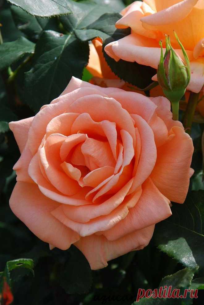 'Yume' | Hybrid Tea Rose | Flickr - © azucargeminis,  
flickr от azucargeminis (catching up s  |  Найдено на сайте flickr.com.