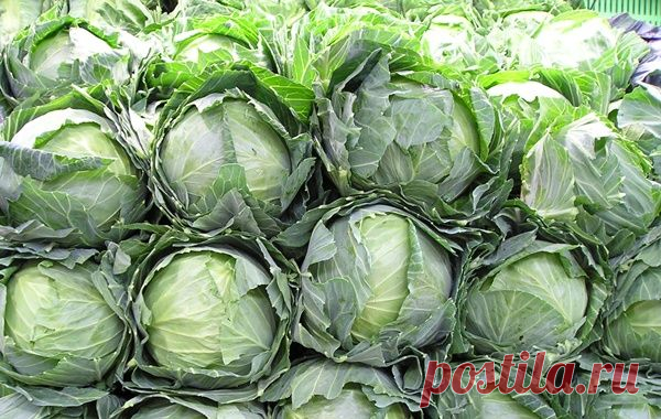 Как без рассады вырастить капусту