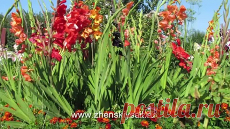 Как правильно посадить гладиолусы и ухаживать за ними