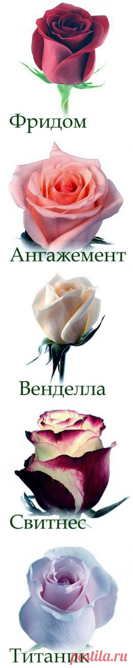 Обожаю розы!