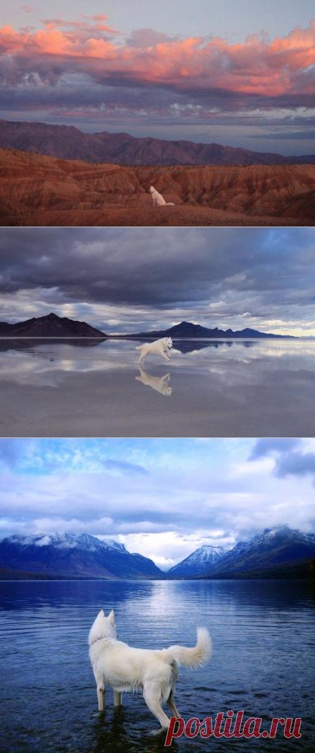 Приключения одного туриста и его верного пса