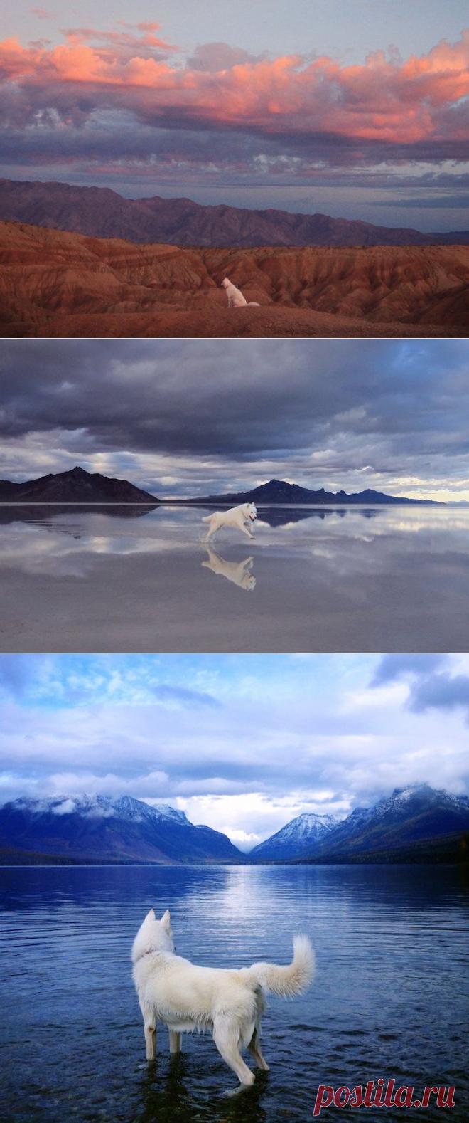 Приключения одного туриста и его верного пса