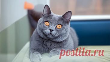 Умная колонка и мудрый кот - OGADANIE.RU