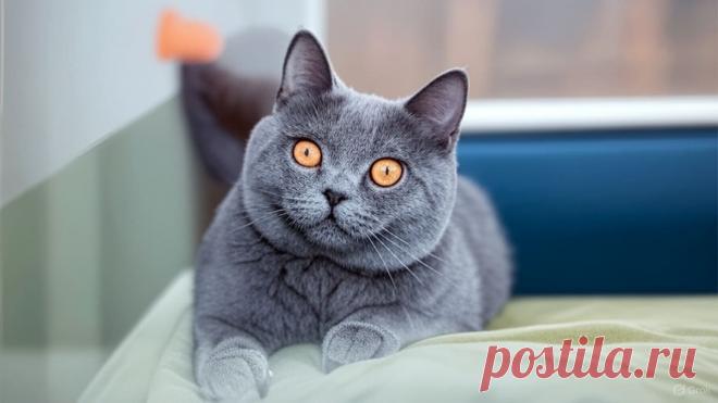 Умная колонка и мудрый кот - OGADANIE.RU