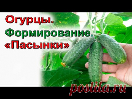 Как формировать огурцы. Схема формирования. Начинающим.