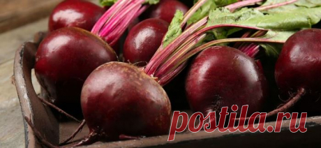 Польза свеклы. Рецепты из свеклы