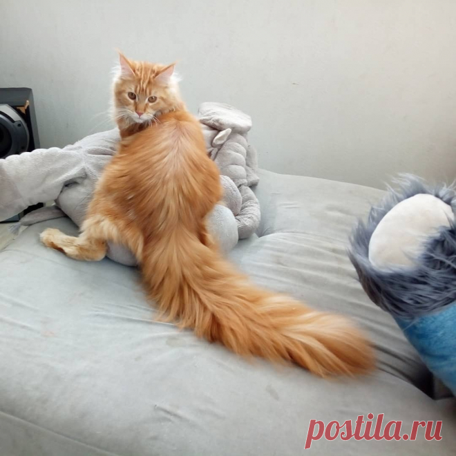 10 гигантских котов, которые поднимут вам настроение