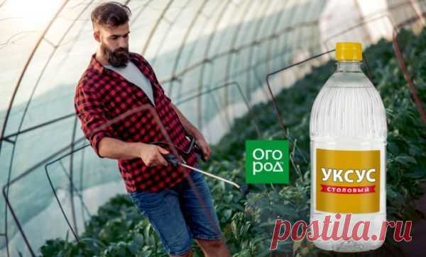 11 необычных способов применения уксуса на даче – Дачные дела