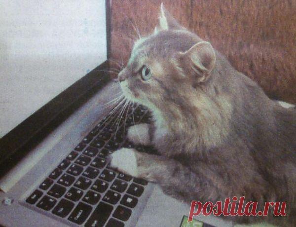 А где здесь сайт Однокошники?