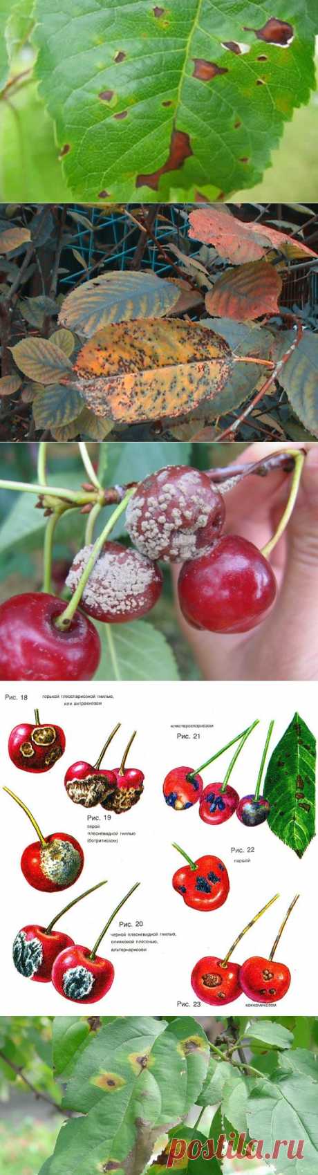 Болезни вишни и их лечение