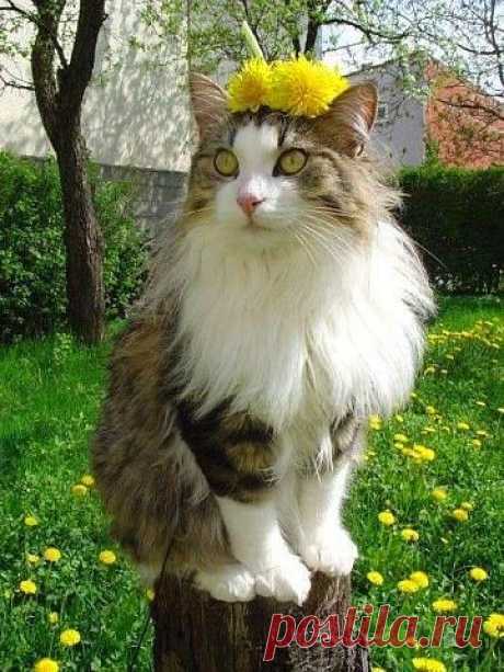 Алла Мараховская