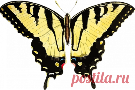 Махаон Бабочки Изображения · Pixabay · Скачать бесплатные картинки