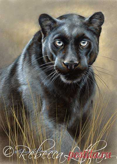 Запугивание – завершение миниатюрной картины «Черный леопард» | Картины дикой природы и природы Ребекки Лэтэм