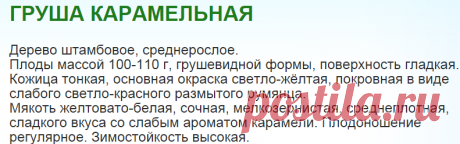 Груша Карамельная. Саженцы груши оптом от НПО `Сады России`