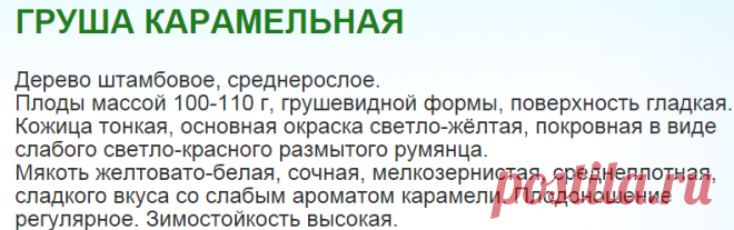 Груша Карамельная. Саженцы груши оптом от НПО `Сады России`