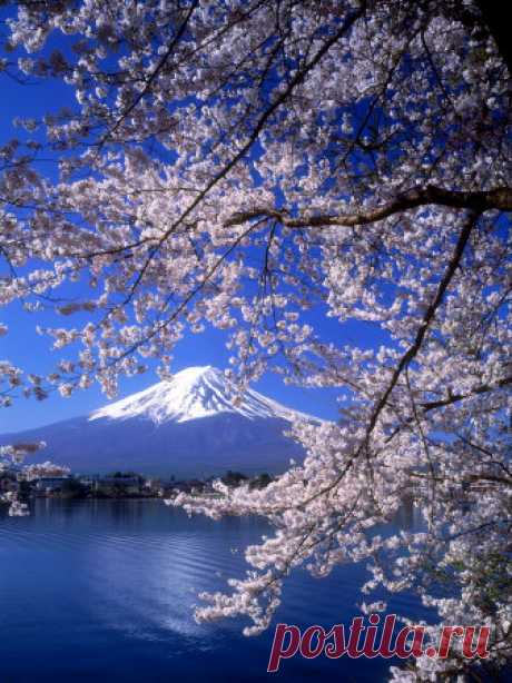 Cherry Blossoms and Mt. Fuji  | Japan Facts For Children | A to Z Kids Stuff
