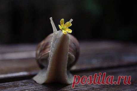 Улитка-модница