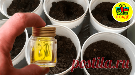 Это уничтожает всех вредителей в почве для рассады! Продезинфицируем грунт перед посевом семян! Продезинфицированная почва − это залог крепкой и здоровой рассады. Пока ещё есть время, надо обязательно провести обеззараживание, тем более что можно