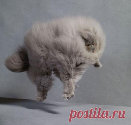Коты, пушистость которых зашкаливает