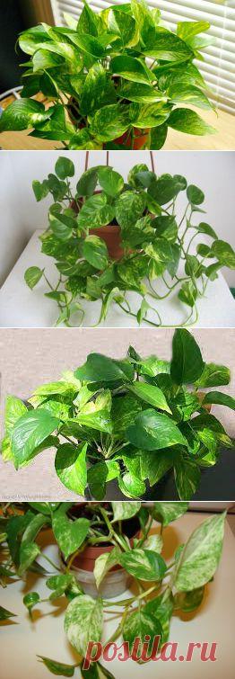 КОМНАТНЫЕ РАСТЕНИЯ СЦИНДАПСУС.