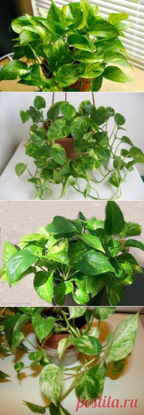 КОМНАТНЫЕ РАСТЕНИЯ СЦИНДАПСУС.