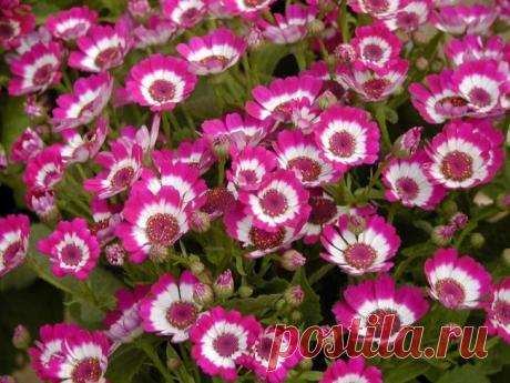 Крестовник изящный или цинерария изящная