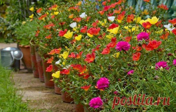 Портулак: посадка, размножение, уход. Виды, болезни и вредители портулака