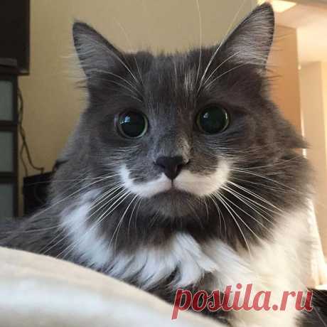 Кошки с уникальным окрасом, который рассмешит и удивит вас